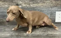 Icesis , a female Miniature Dachshund for sale in Aiken, SC – 2 of 2