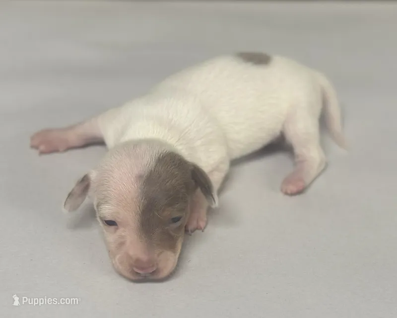 Mike (daple/deluite – Miniature Dachshund puppy for sale in Aiken, SC
