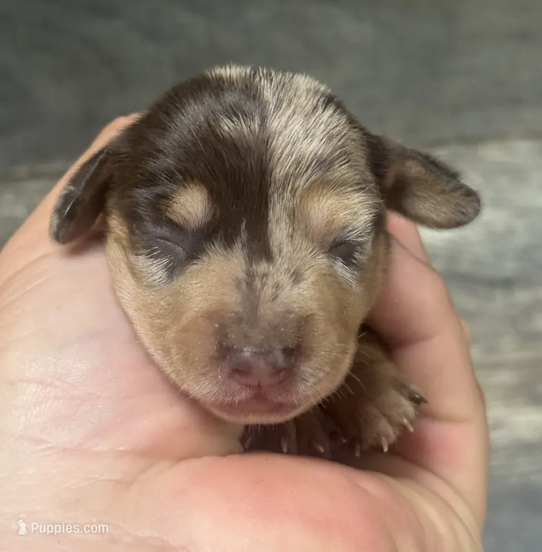 Dax (daple/creme/pie/lh – Miniature Dachshund puppy for sale in Aiken, SC