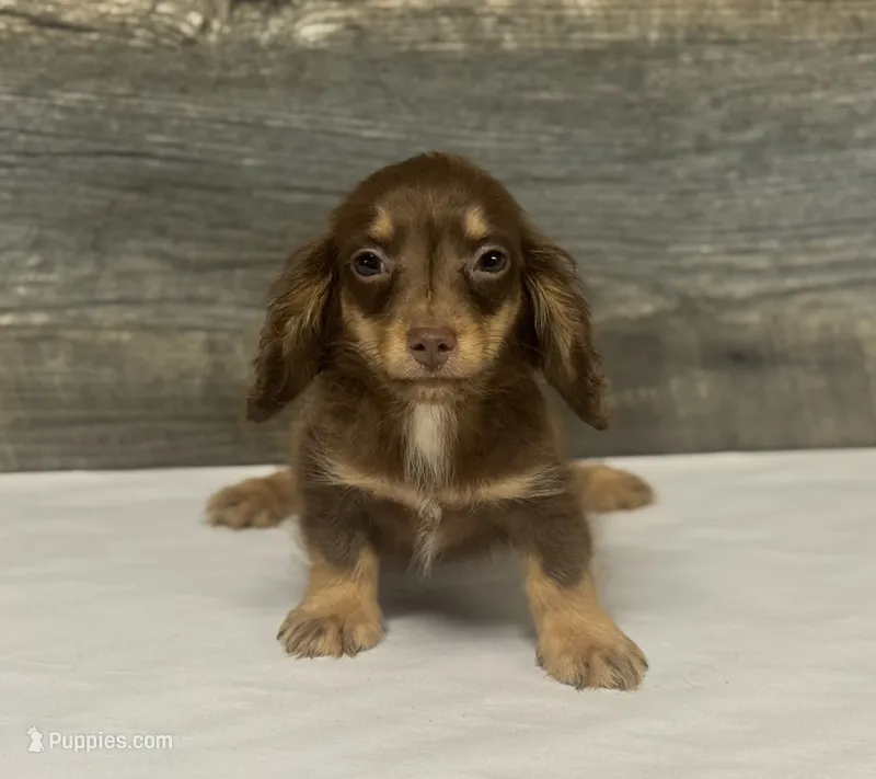 Maximus-lh (crème/daple/pie – Miniature Dachshund puppy for sale in Aiken, SC