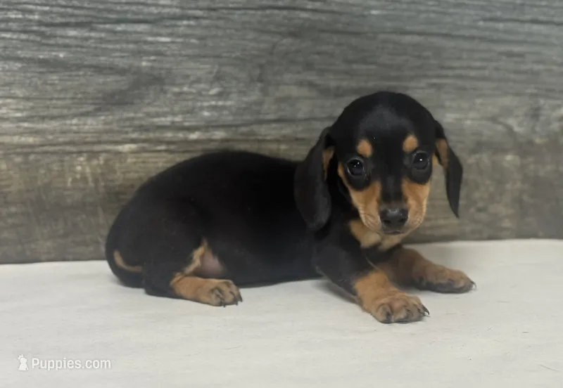 Saddie (daple/creme – Miniature Dachshund puppy for sale in Aiken, SC