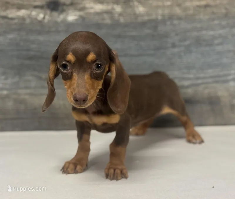 Coco (daple/creme/pie/lh – Miniature Dachshund puppy for sale in Aiken, SC