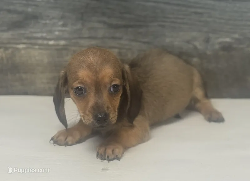 Lady (lh/creme/daple – Miniature Dachshund puppy for sale in Aiken, SC