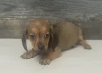 Lady (lh/creme/daple, a female Miniature Dachshund for sale in Aiken, SC – 1 of 2