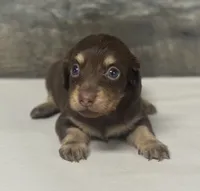 Diva-lh (daple/creme Russian dad, a female Miniature Dachshund for sale in Aiken, SC – 2 of 2