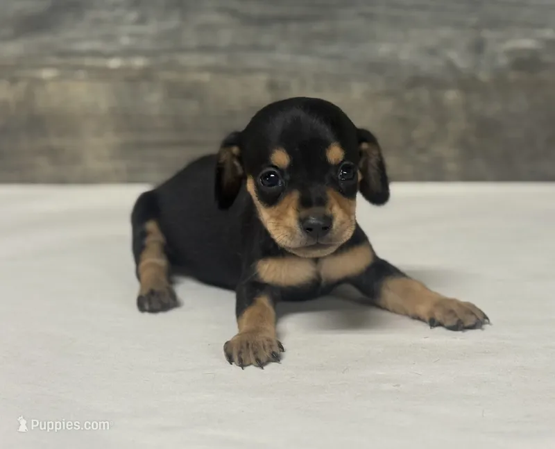 Lilly (crème/dapple/lh – Miniature Dachshund puppy for sale in Aiken, SC