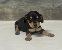 Lilly (crème/dapple/lh, a female Miniature Dachshund for sale in Aiken, SC – 1 of 2