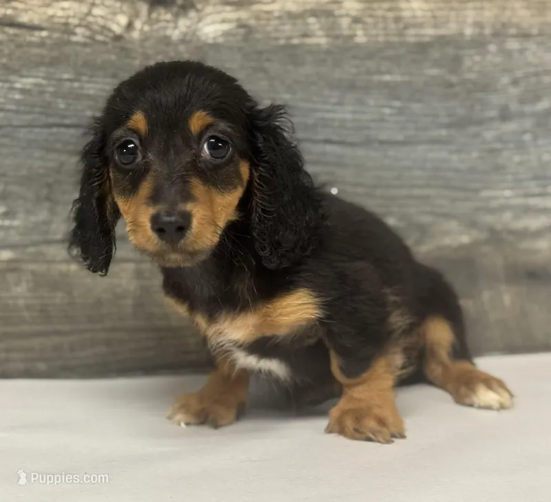 Jack-lh (daple/deluite/pie