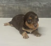 Coco-lh (daple/deluite/creme-russian dad, a female Miniature Dachshund for sale in Aiken, SC – Photo 2 of 2