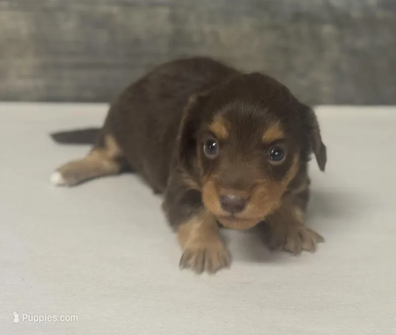 Coco-lh (daple/deluite/creme-russian dad – Miniature Dachshund puppy for sale in Aiken, SC