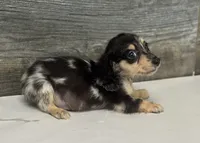 Chex-lh (crème/dapple, a male Miniature Dachshund for sale in Aiken, SC – 2 of 3