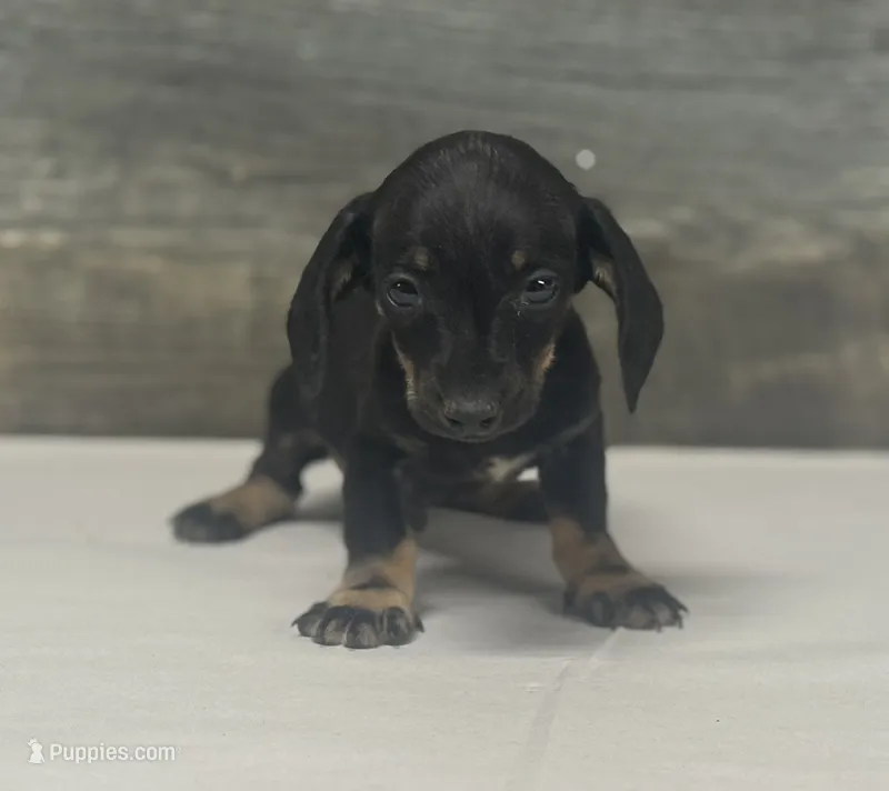 Ace (lh/creme/daple/deluite