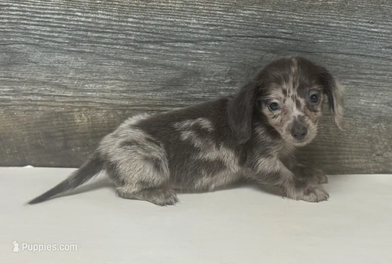 Bluey-lh (daple/creme – Miniature Dachshund puppy for sale in Aiken, SC