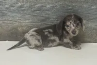 Bluey-lh (daple/creme, a male Miniature Dachshund for sale in Aiken, SC – 2 of 2