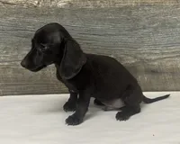 Mack (daple/creme/pie, a male Miniature Dachshund for sale in Aiken, SC – 2 of 2