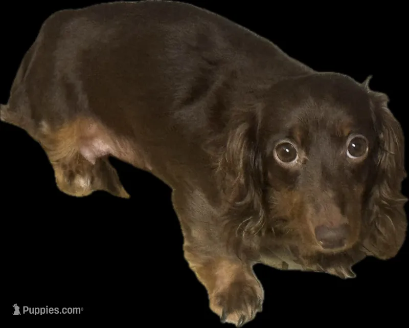 Ckc Coco-lh (crème/daple – Miniature Dachshund puppy for sale in Aiken, SC
