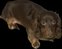 Ckc Coco-lh (crème/daple, a female Miniature Dachshund for sale in Aiken, SC – 1 of 1