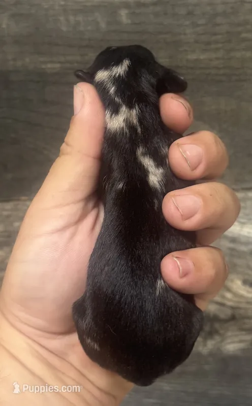 Spot (daple/creme/deluite/lh – Miniature Dachshund puppy for sale in Aiken, SC