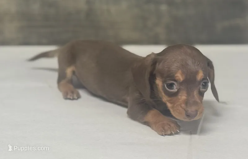 Lil bit (crème/lh/dapl/deluit