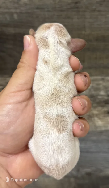 Crèmesickle (Deluite/pie/creme/deluit-russian dad – Miniature Dachshund puppy for sale in Aiken, SC