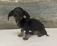 Ace (daple/deluite/creme, a male Miniature Dachshund for sale in Aiken, SC – Photo 2 of 2