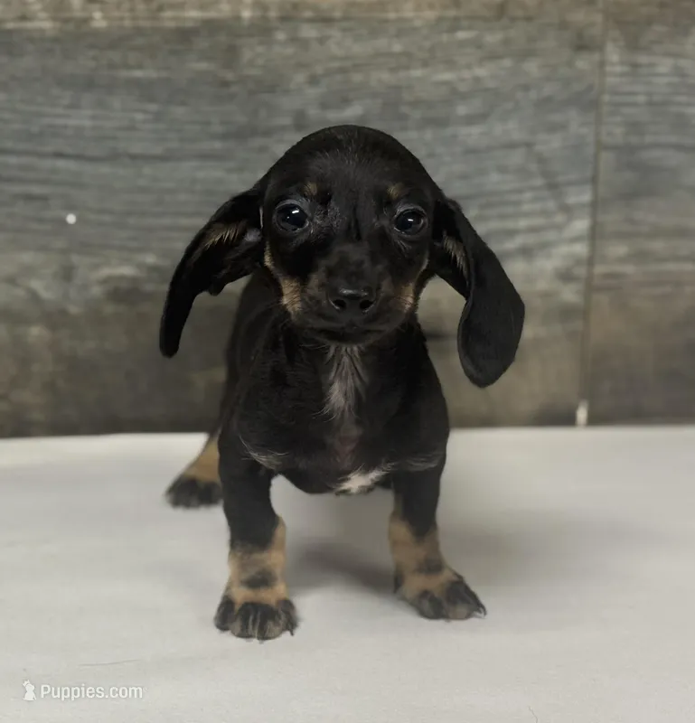 Ace (daple/deluite/creme