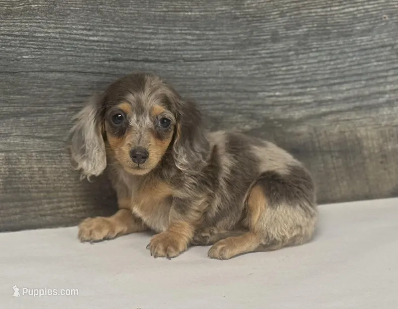 Willow-lh (Deluite/daple/pie, a female Miniature Dachshund for sale in Aiken, SC – Photo 1 of 1