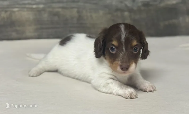 Spike-lh (daple/creme/deluite/pie- Russian dad – Miniature Dachshund puppy for sale in Aiken, SC