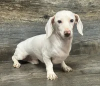 Cloud of Eden , a male Miniature Dachshund for sale in Aiken, SC – 1 of 3