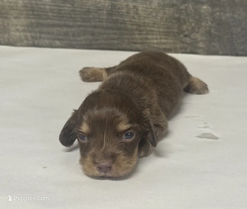 Max-lh (daple/creme/piebald/deluite – Miniature Dachshund puppy for sale in Aiken, SC