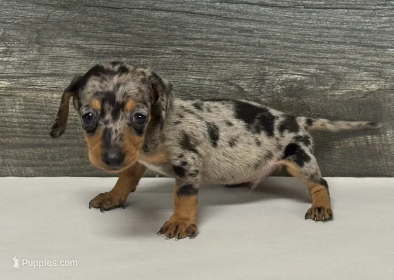 Diseal (daple/creme/deluite/lh, a male Miniature Dachshund for sale in Aiken, SC – 1 of 2