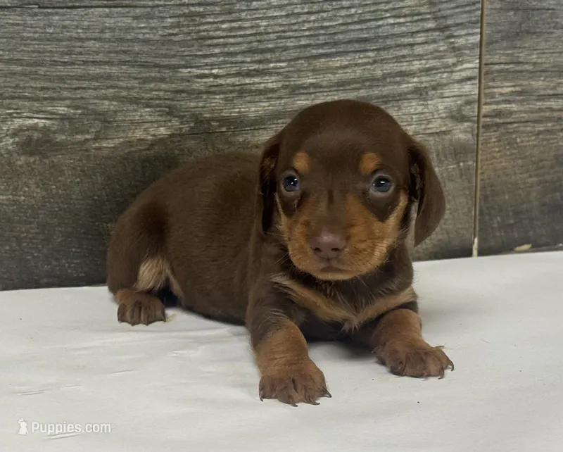 Check (Deluite/creme/lh – Miniature Dachshund puppy for sale in Aiken, SC