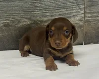 Check (Deluite/creme/lh, a male Miniature Dachshund for sale in Aiken, SC – 1 of 2
