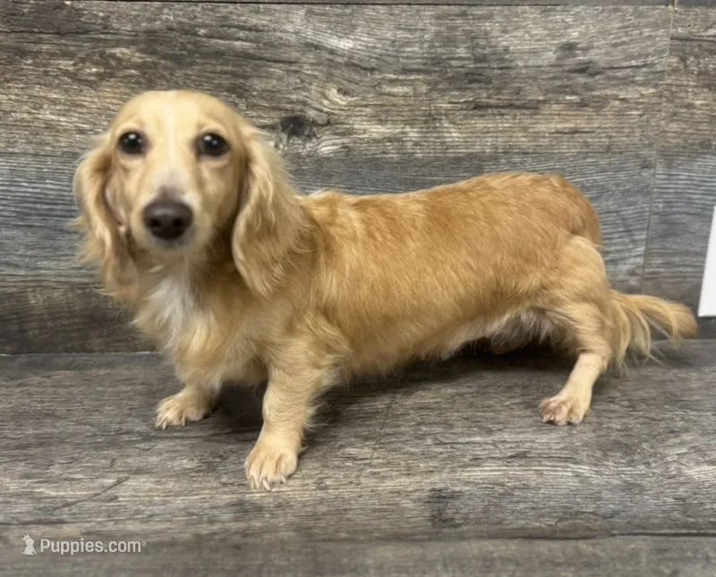 Oakley – Miniature Dachshund puppy for sale in Aiken, SC