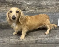 Oakley, a female Miniature Dachshund for sale in Aiken, SC – 1 of 1