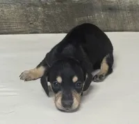 Dom (dapple/creme/lh- all creme point litter, a male Miniature Dachshund for sale in Aiken, SC – 2 of 3