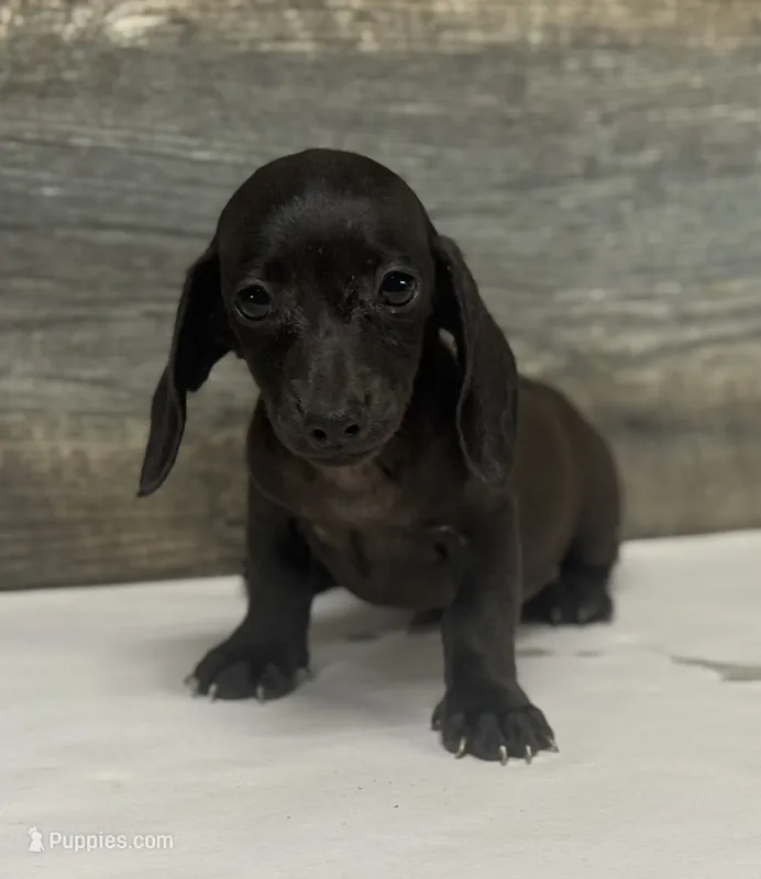 Ace (pie/creme/daple – Miniature Dachshund puppy for sale in Aiken, SC
