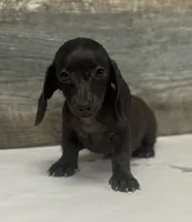 Ace (pie/creme/daple, a male Miniature Dachshund for sale in Aiken, SC – 1 of 2