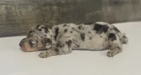 Domino (daple/deluite/lh/creme, a male Miniature Dachshund for sale in Aiken, SC – 2 of 3