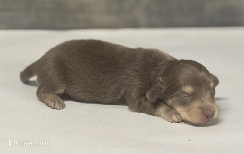 Dax-lh (crème/daple – Miniature Dachshund puppy for sale in Aiken, SC