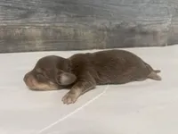 Dax-lh (crème/daple, a male Miniature Dachshund for sale in Aiken, SC – Photo 3 of 3