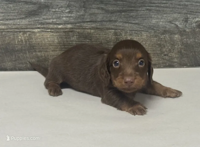 Debo-lh (daple/creme Russian dad – Miniature Dachshund puppy for sale in Aiken, SC