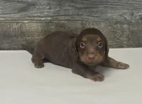 Debo-lh (daple/creme Russian dad, a male Miniature Dachshund for sale in Aiken, SC – 1 of 2
