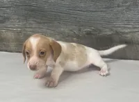 Link (creme/deluite/lh-russian dad, a male Miniature Dachshund for sale in Aiken, SC – 3 of 3