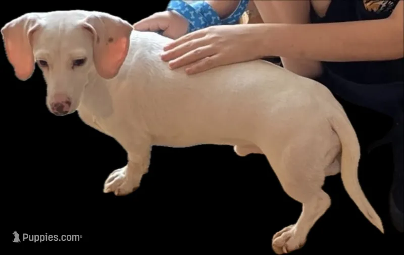 Eden  – Miniature Dachshund puppy for sale in Aiken, SC