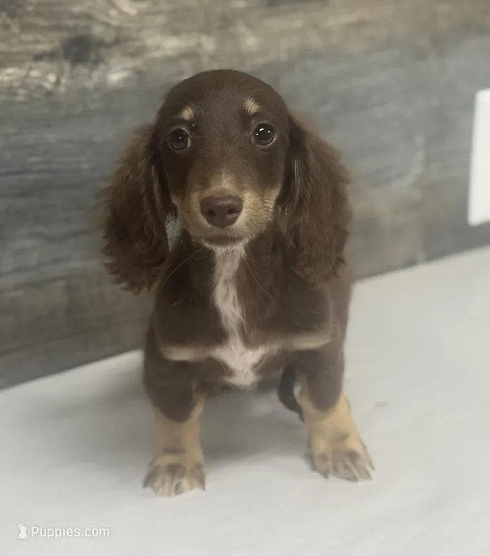Van-lh (daple/creme/deluite – Miniature Dachshund puppy for sale in Aiken, SC