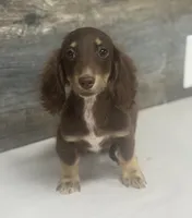 Van-lh (daple/creme/deluite, a male Miniature Dachshund for sale in Aiken, SC – 1 of 3