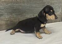 Milo (daple/lh/creme, a male Miniature Dachshund for sale in Aiken, SC – 4 of 4
