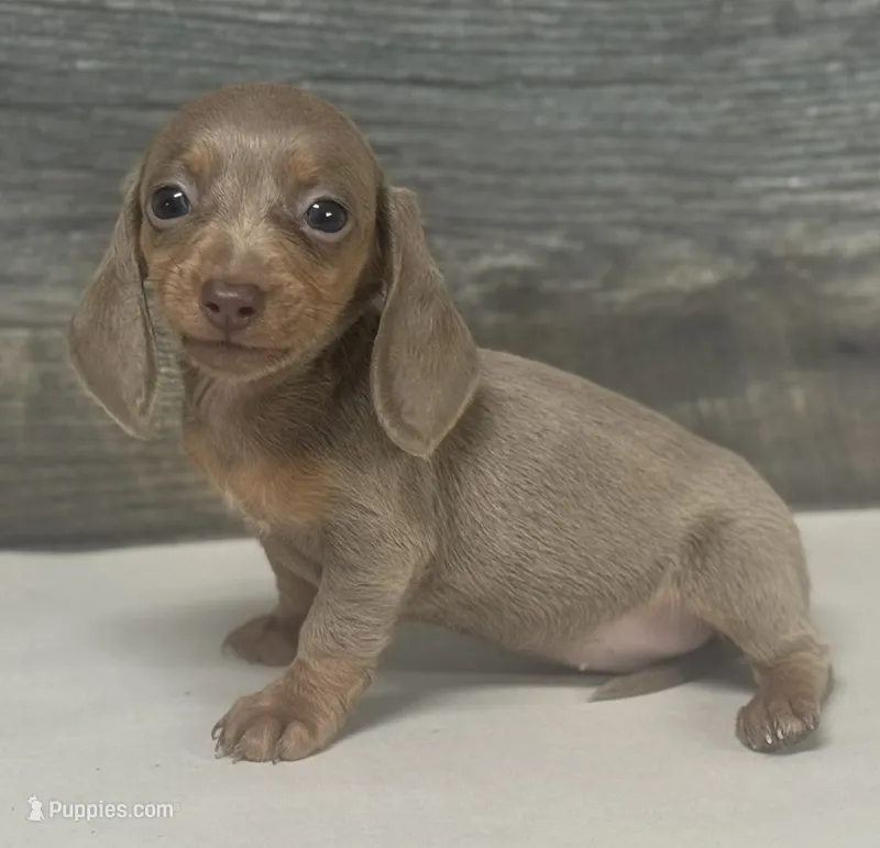 Ginger (daple/deluite/creme/lh – Miniature Dachshund puppy for sale in Aiken, SC