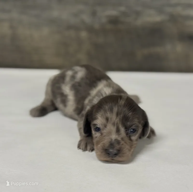 Chip-lh (daple/creme/lh – Miniature Dachshund puppy for sale in Aiken, SC